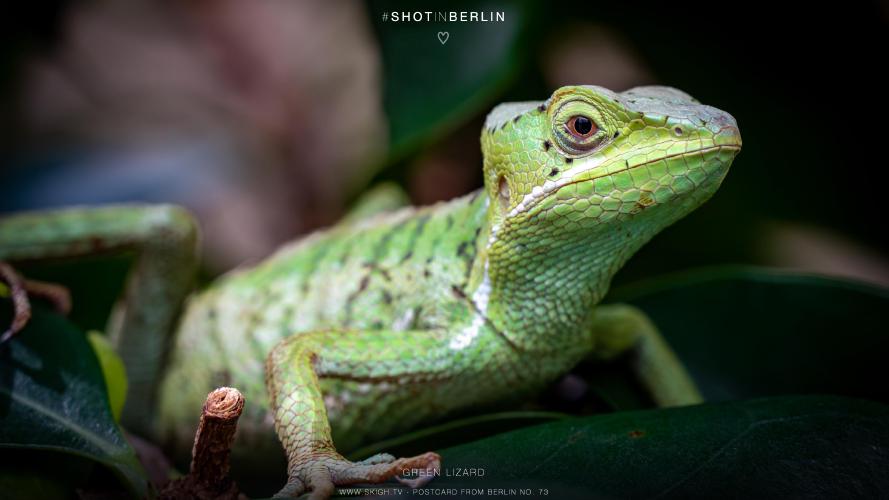 My view of the real world: 'Green lizard'