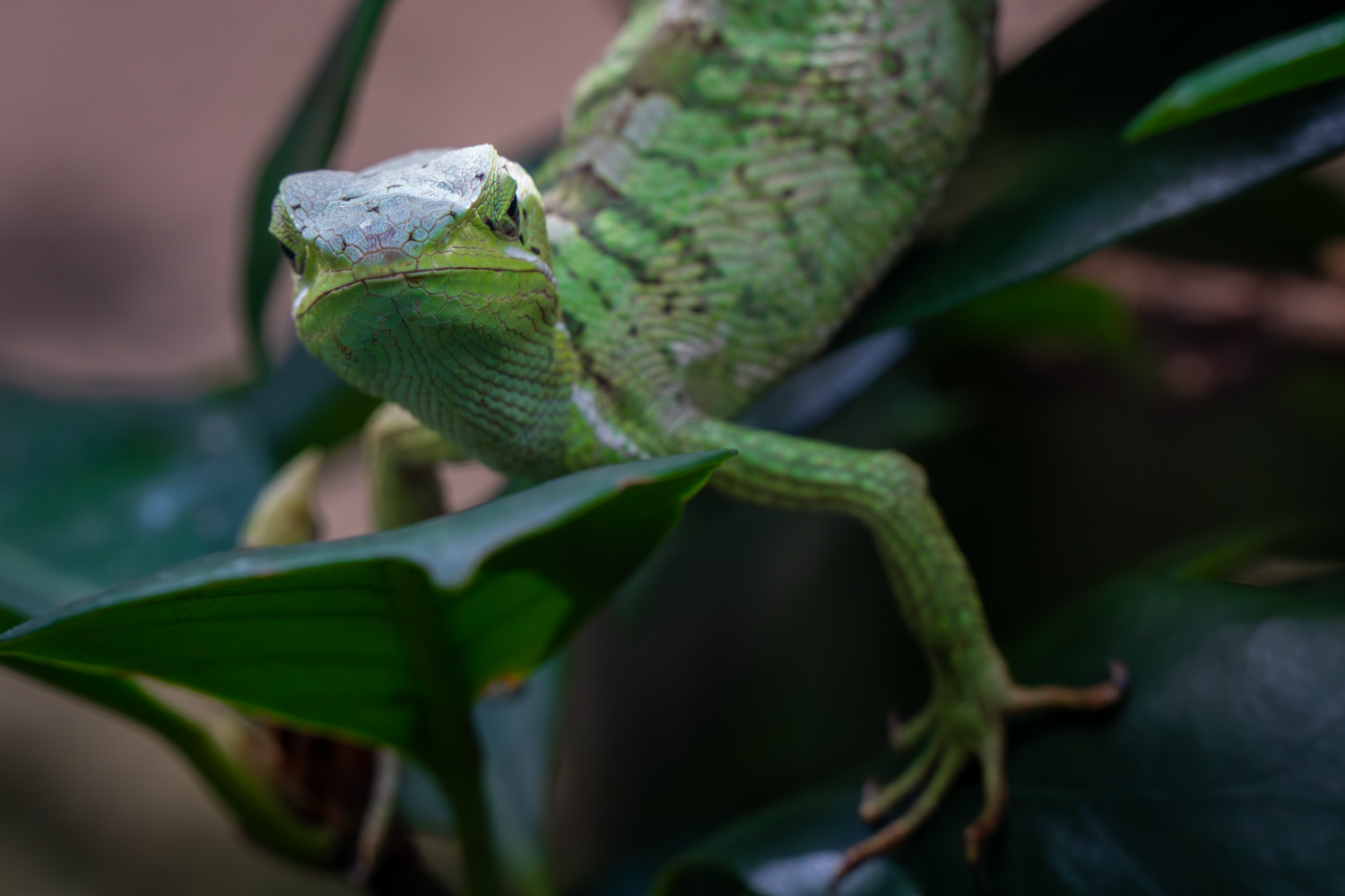 Green lizard