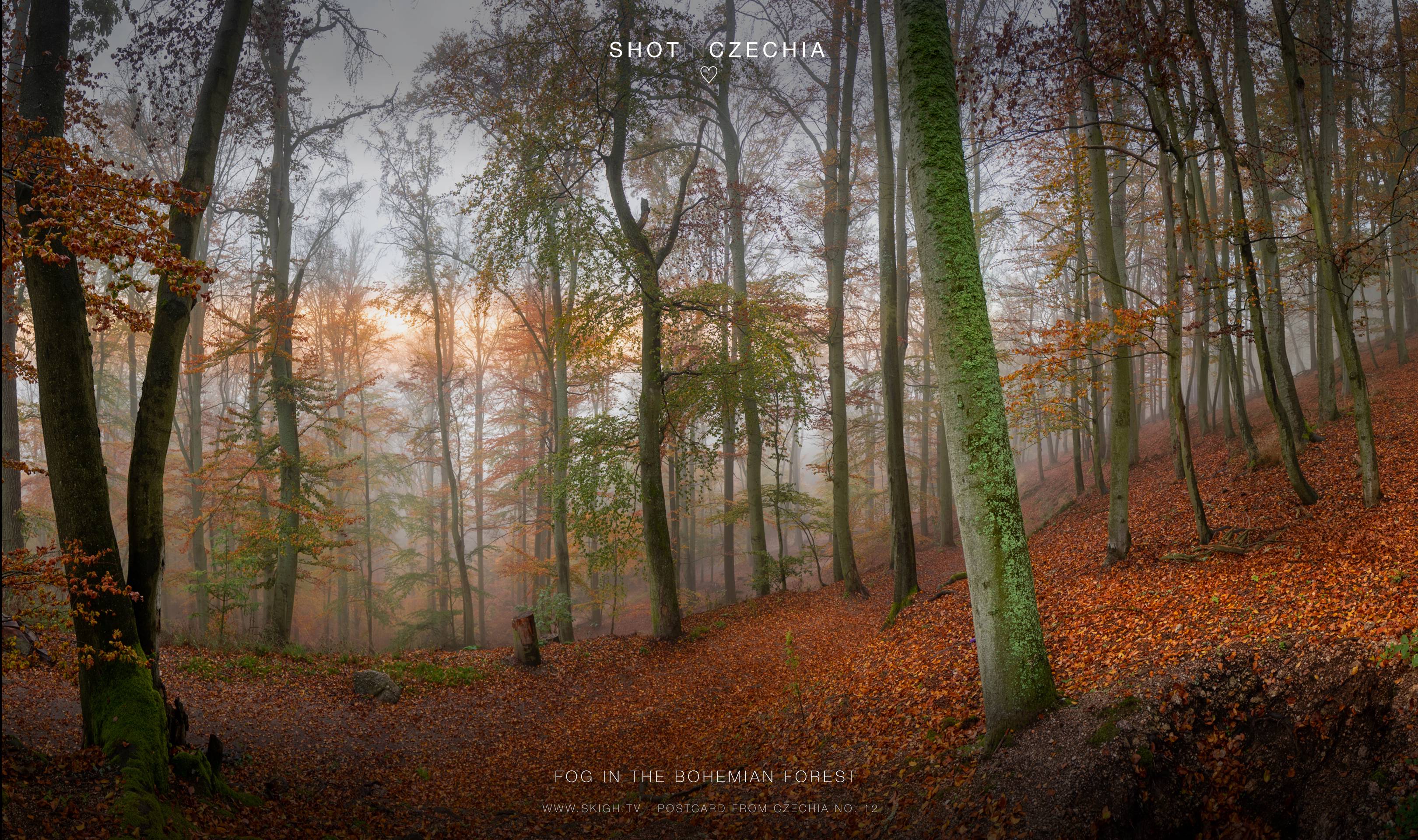 Fog in the Bohemian Forest