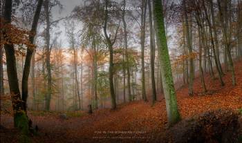 Fog in the Bohemian Forest