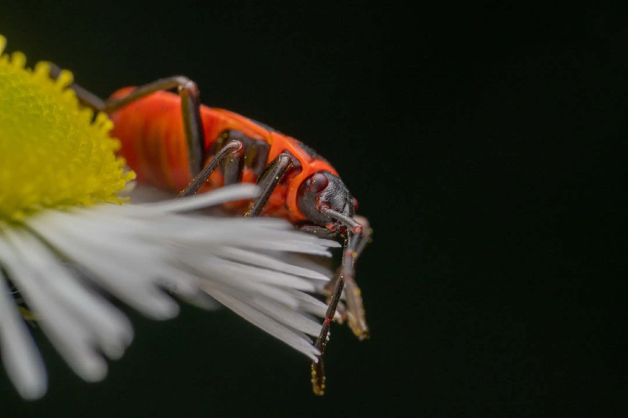 European Firebug | European Firebug
