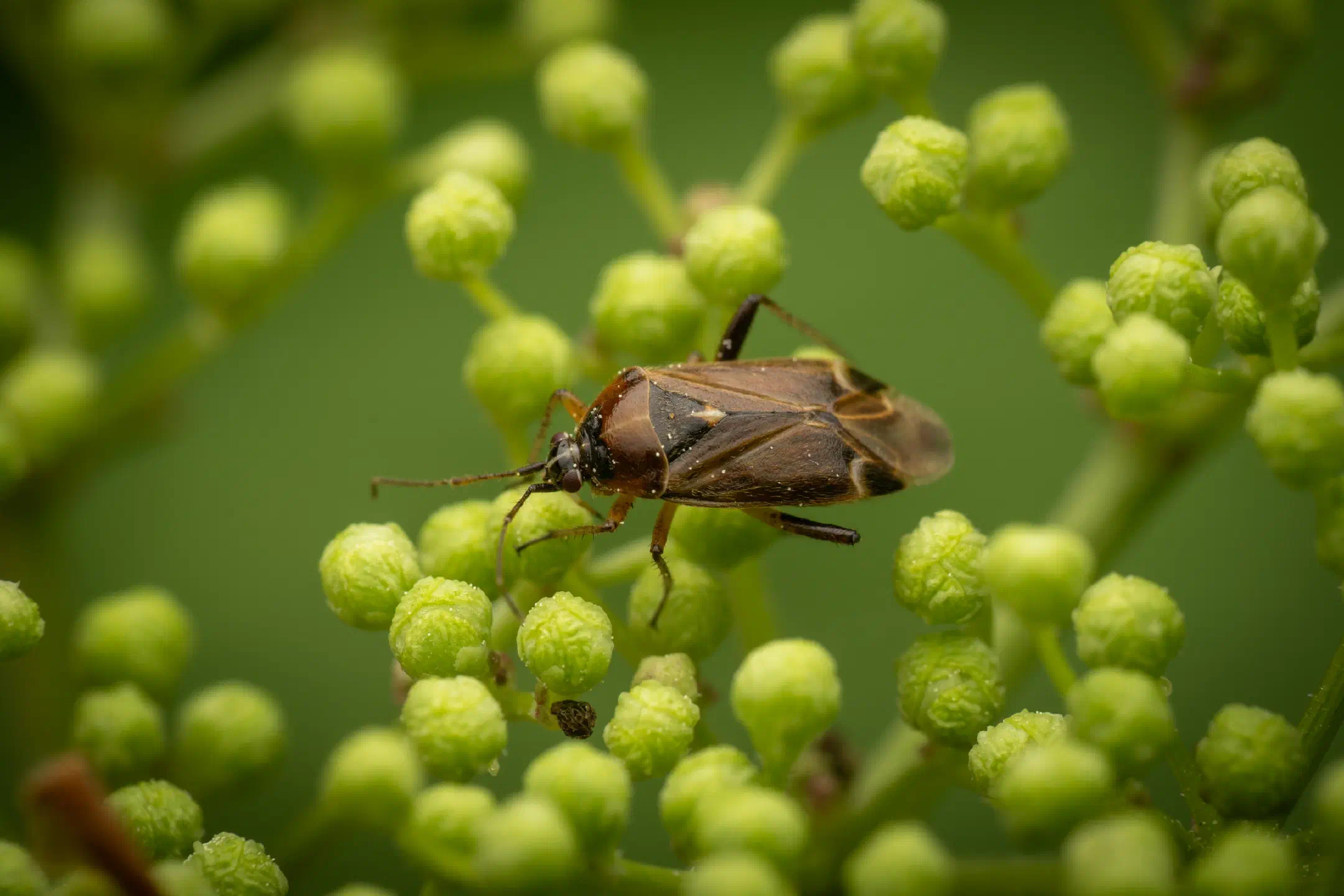 handsome plant bug | handsome plant bug