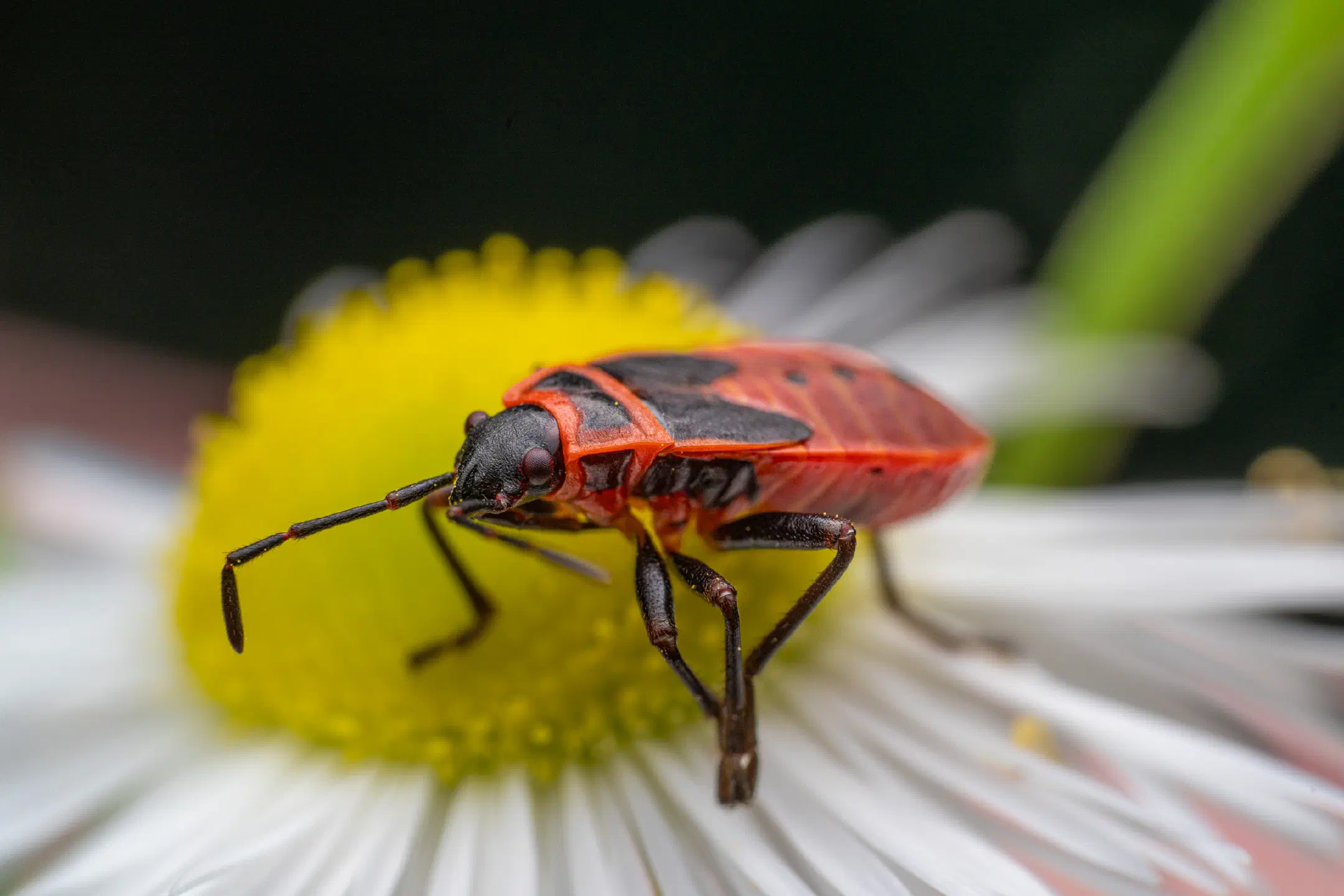 European Firebug | European Firebug