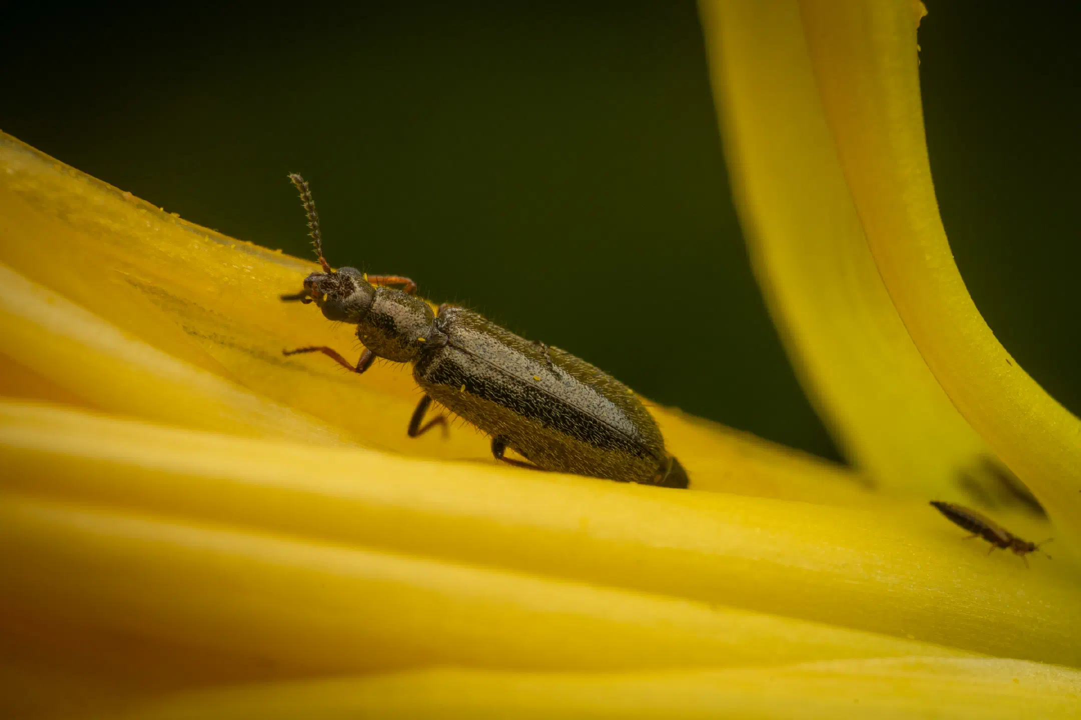 Dasytes plumbeus