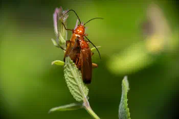 Common Red Soldier Beetle