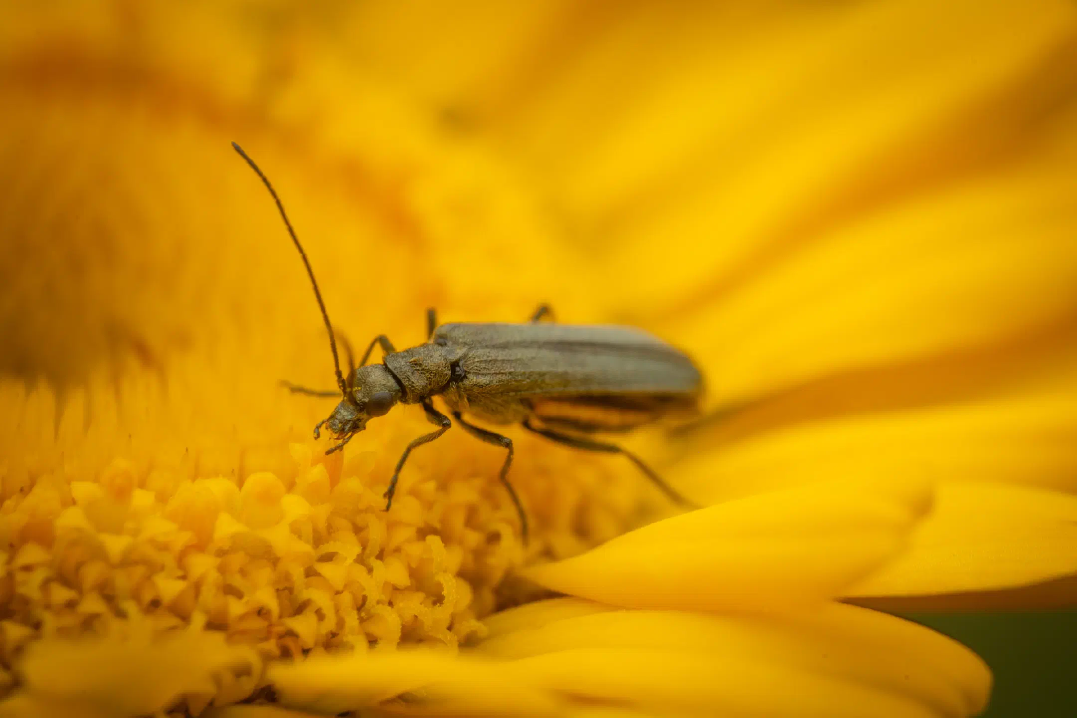 Oedemera virescens