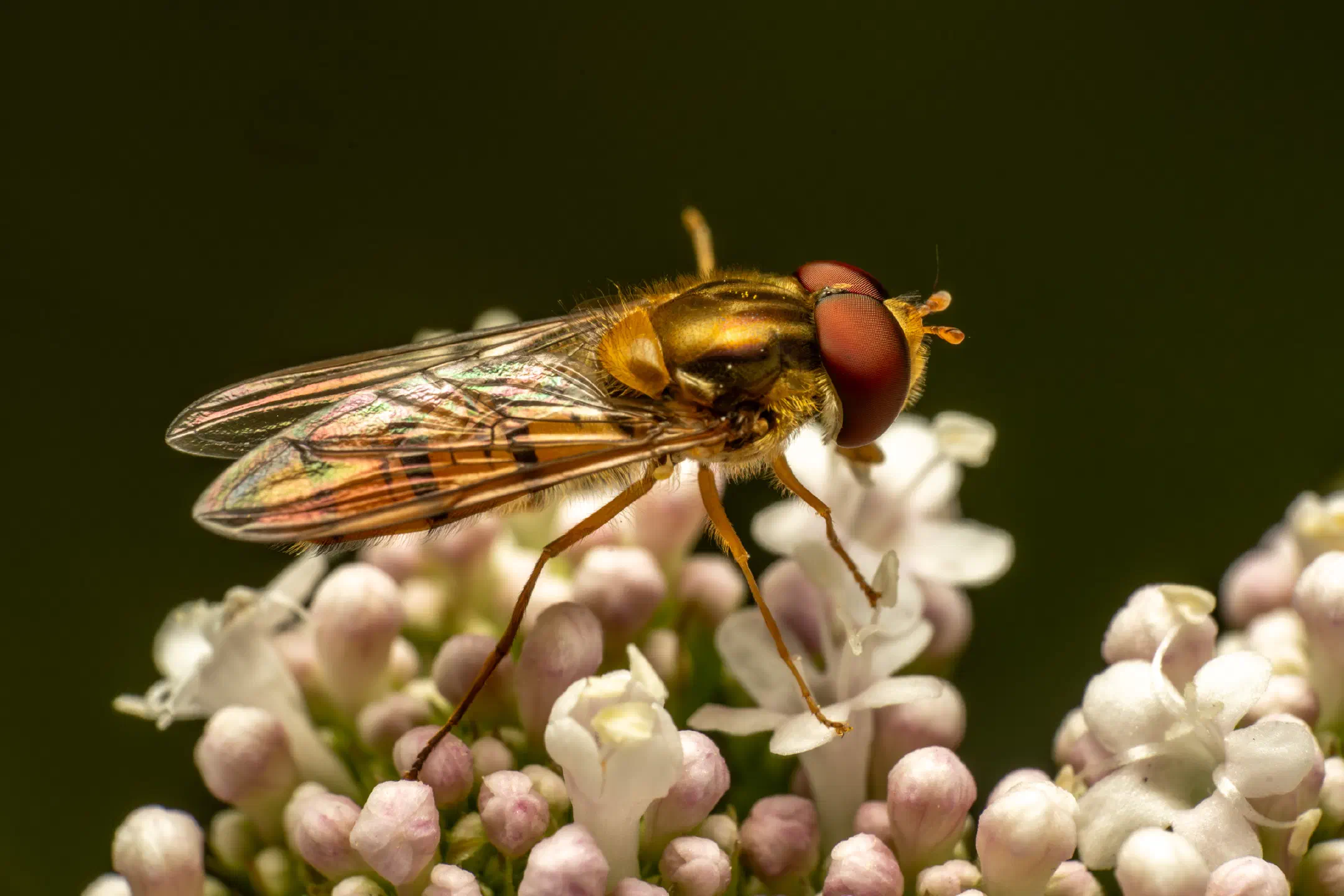 Marmalade Hover Fly | Marmalade Hover Fly