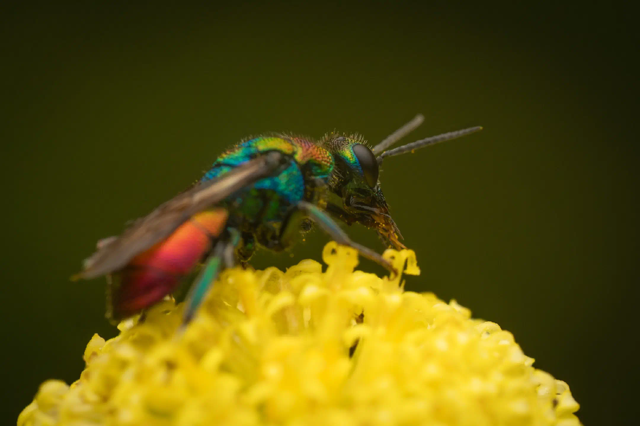 Hedychrum rutilans | Hedychrum rutilans