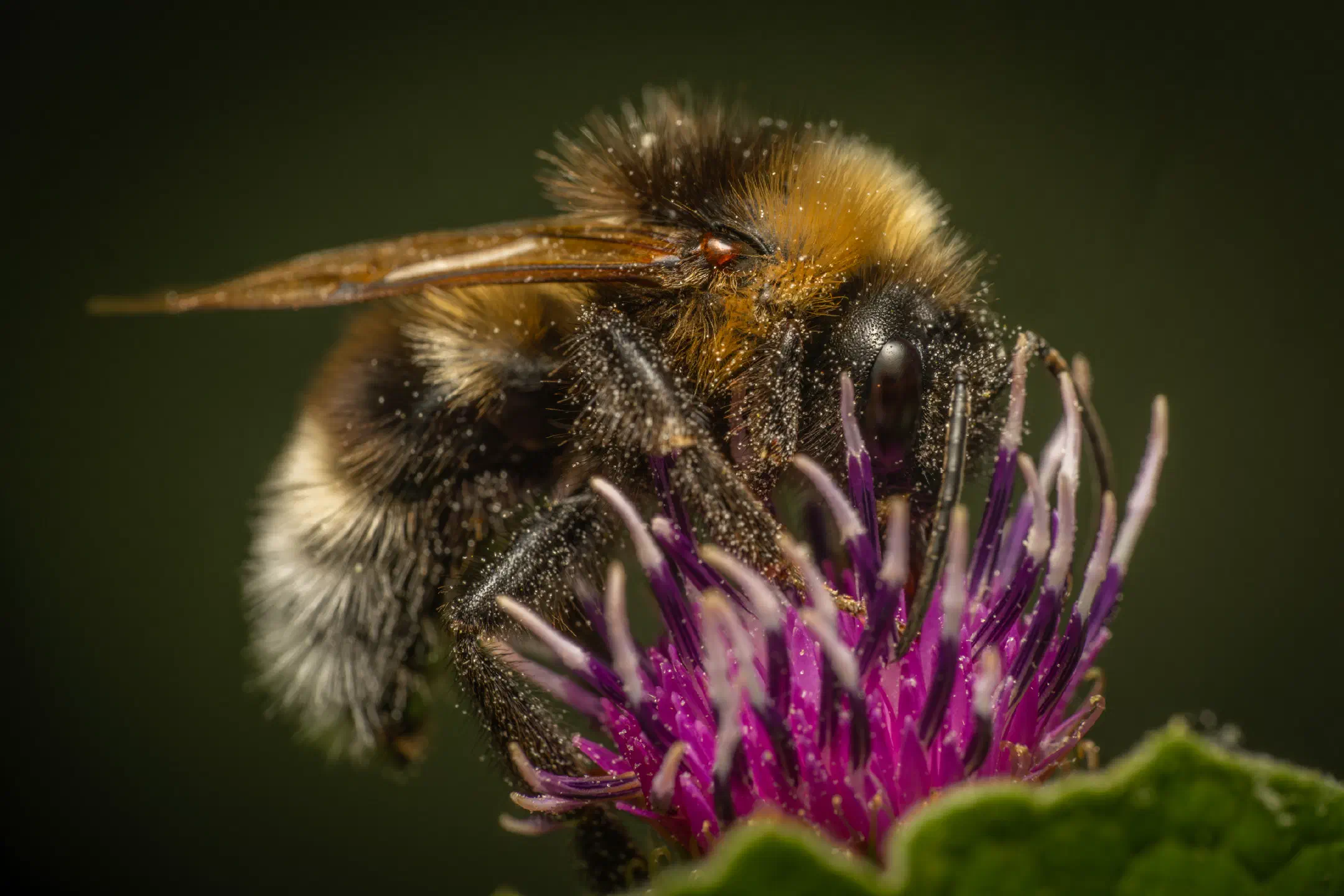 Garden Bumble Bee | Garden Bumble Bee