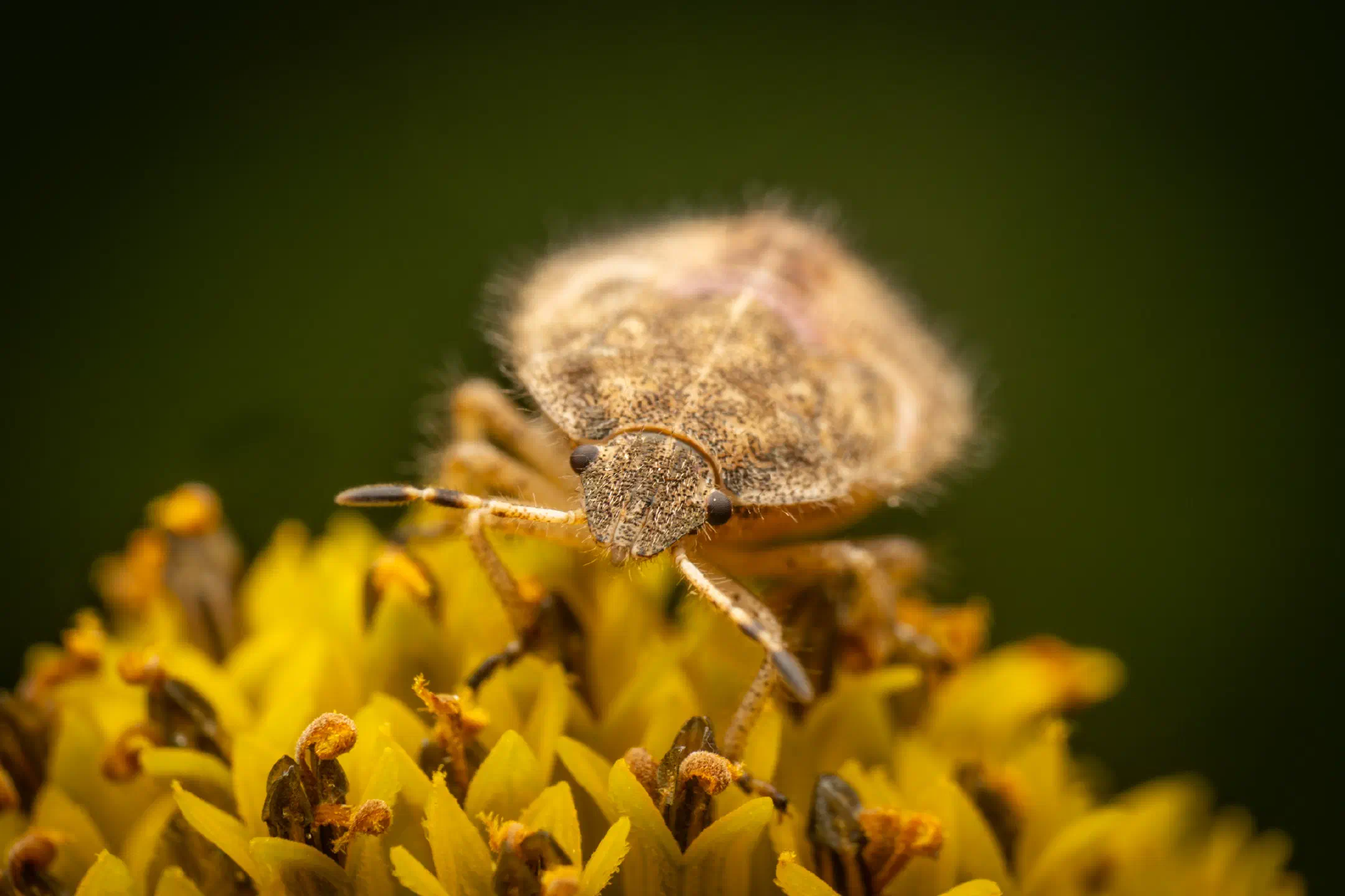 Sloe Bug
