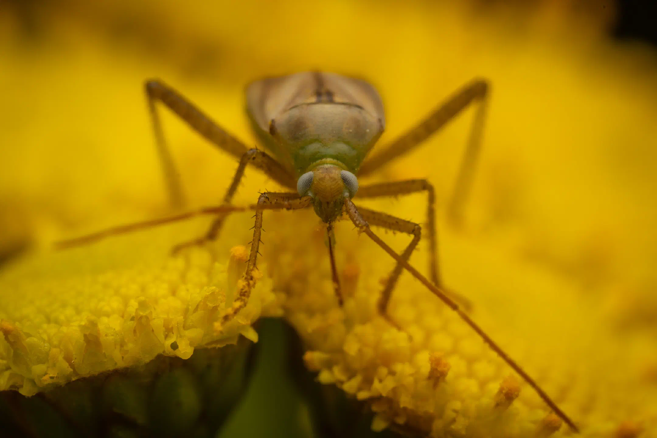 Alfalfa Plant Bug