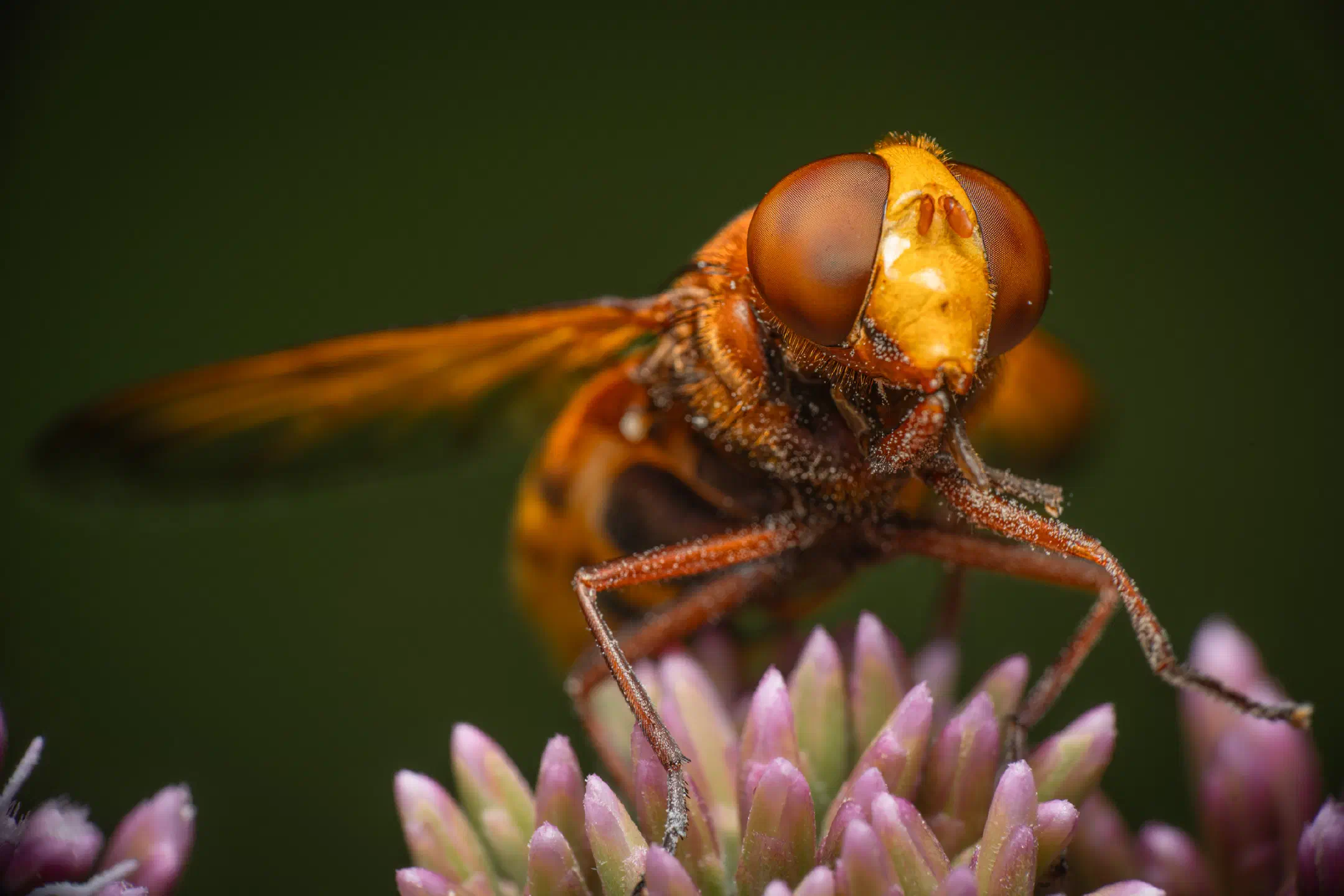 Hornet Mimic Hover Fly | Hornet Mimic Hover Fly