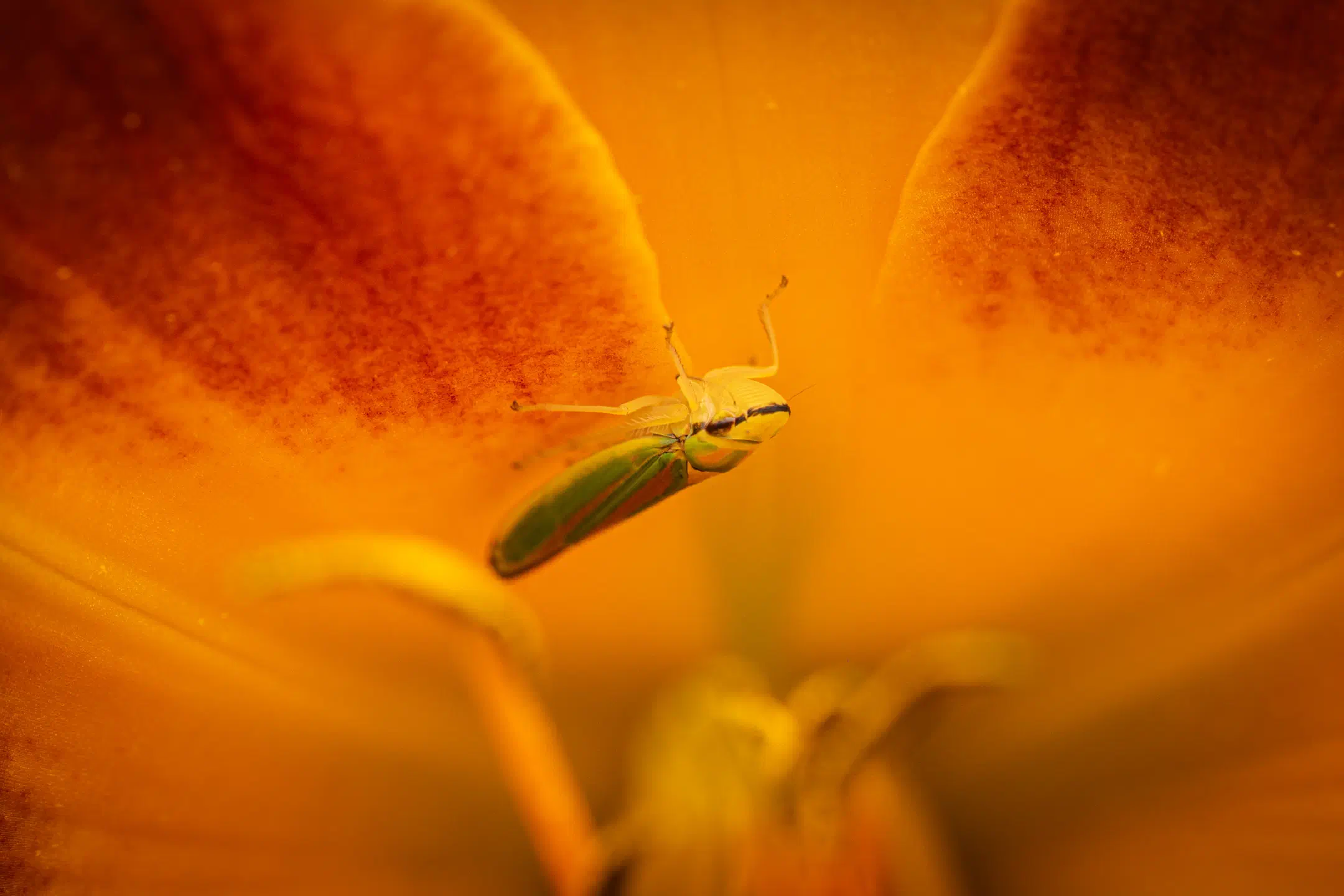 Rhododendron Leafhopper
