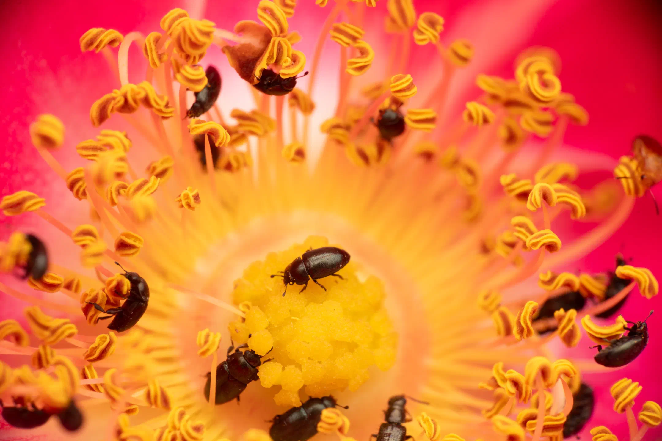 Common Pollen Beetle | Common Pollen Beetle
