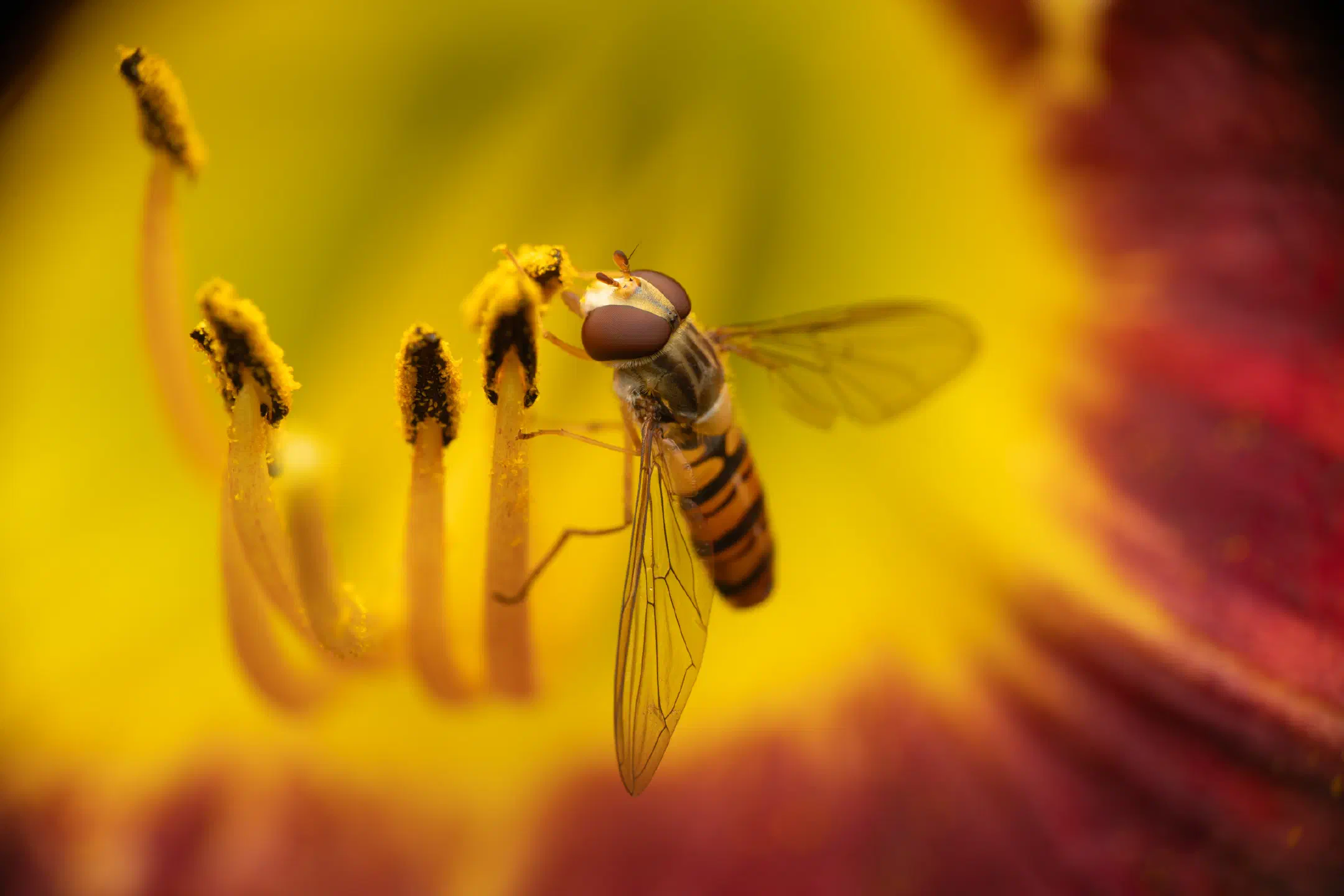 Marmalade Hover Fly | Marmalade Hover Fly