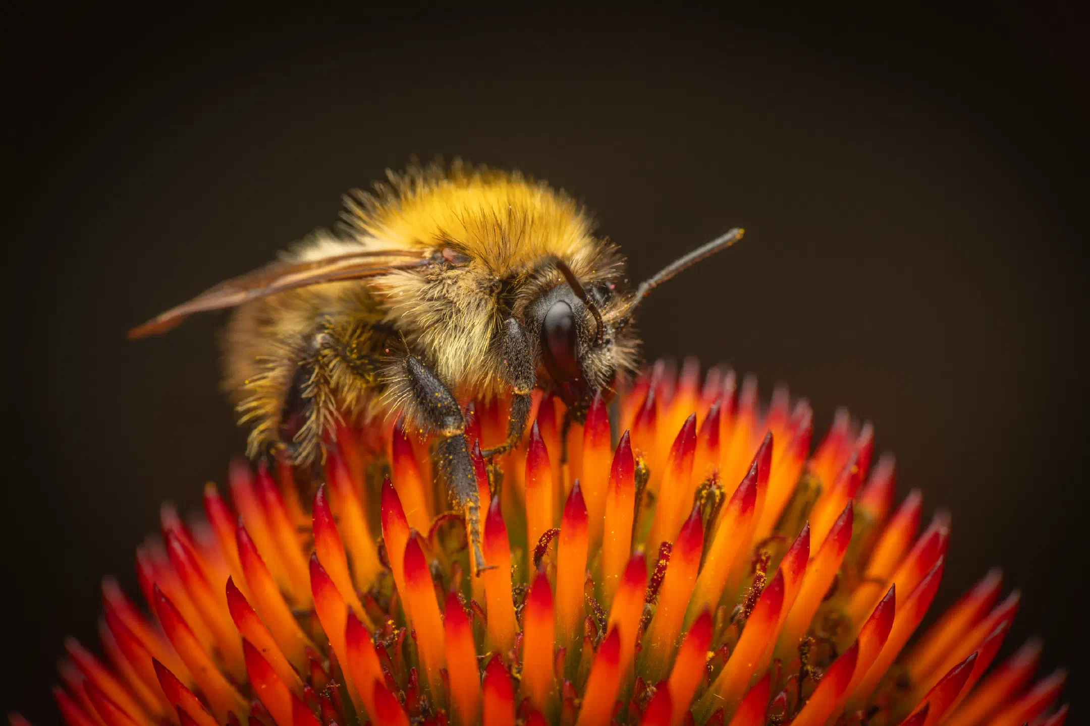 Common Carder Bumble Bee | Common Carder Bumble Bee