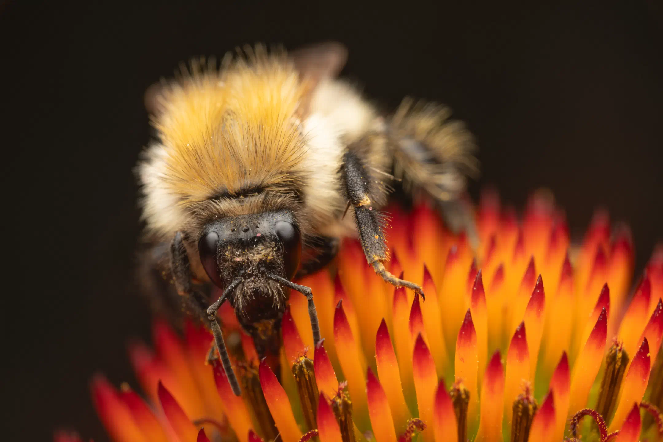 Common Carder Bumble Bee