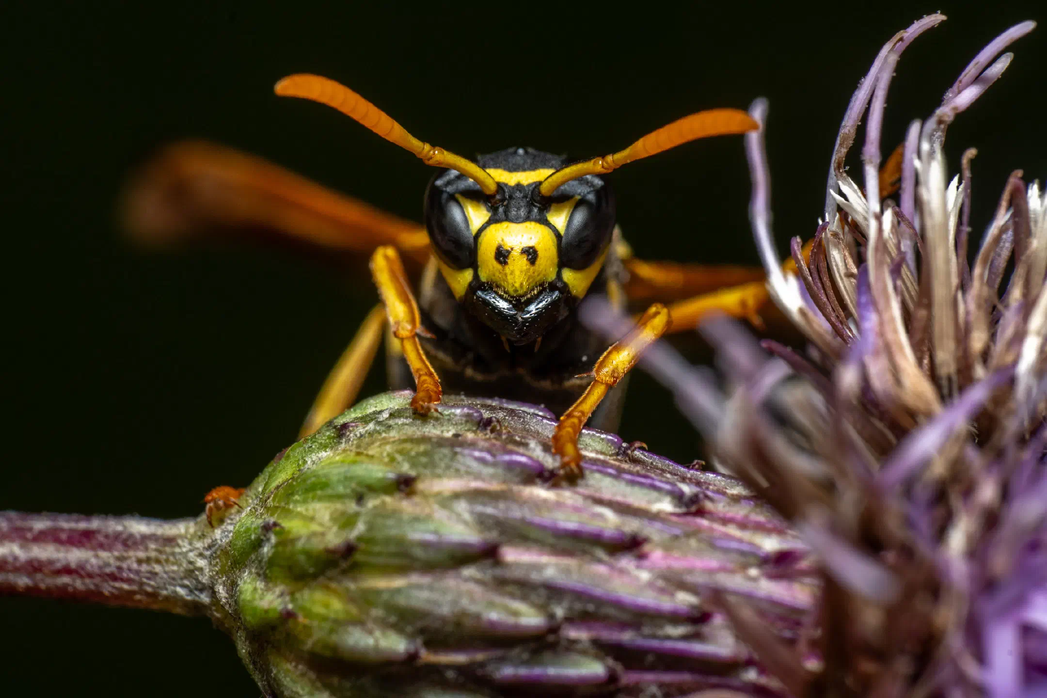 European Paper Wasp | European Paper Wasp