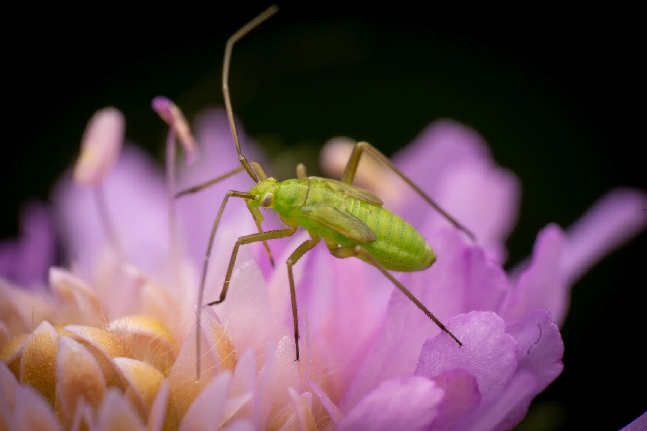 Calocoris affinis | Calocoris affinis