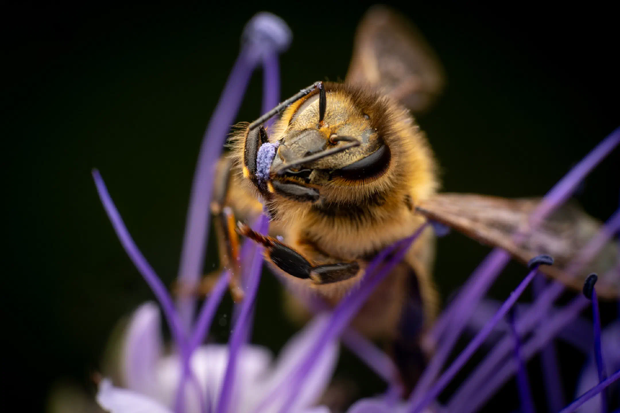 Western Honey Bee | Western Honey Bee