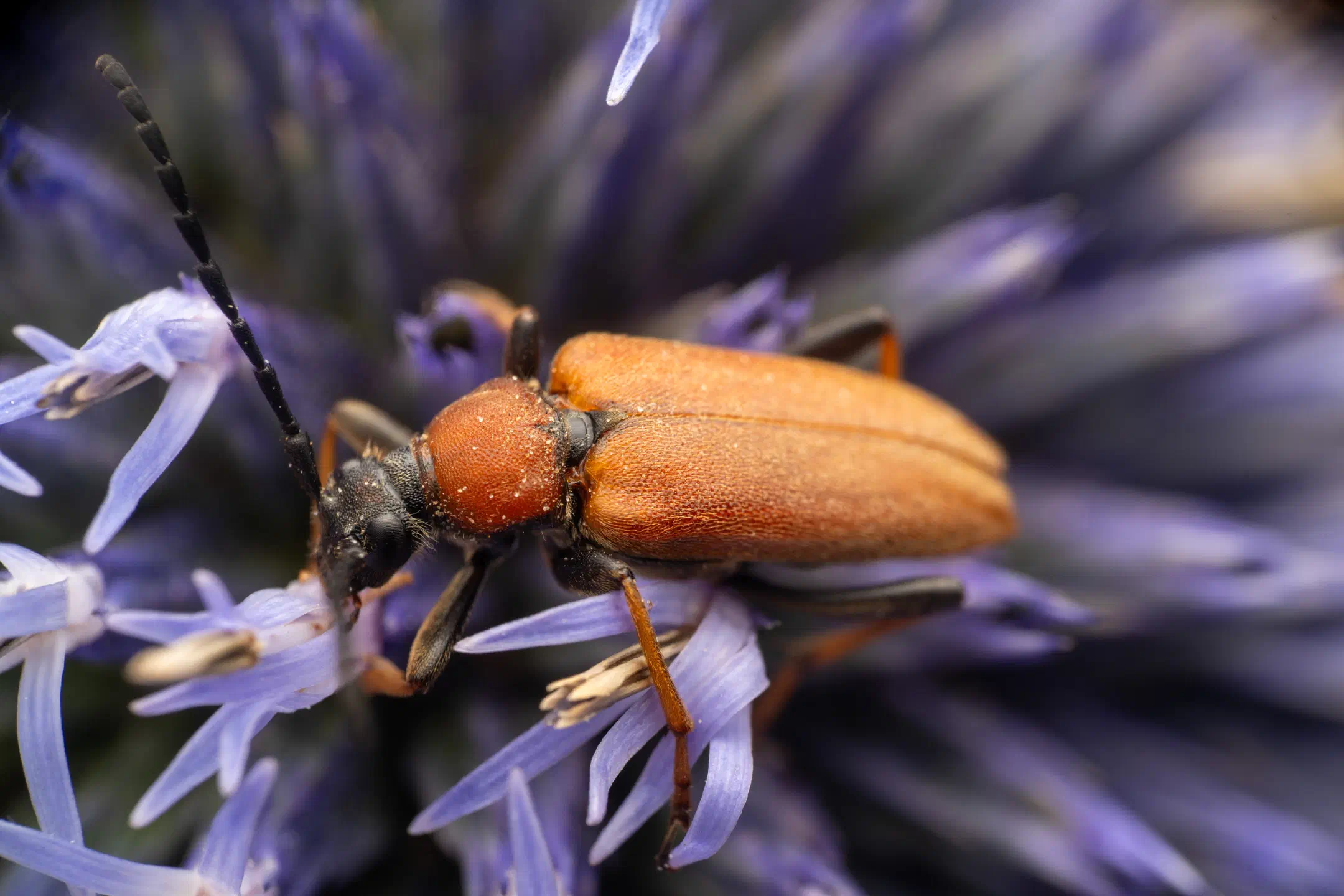 Red Pine Longhorn Beetle