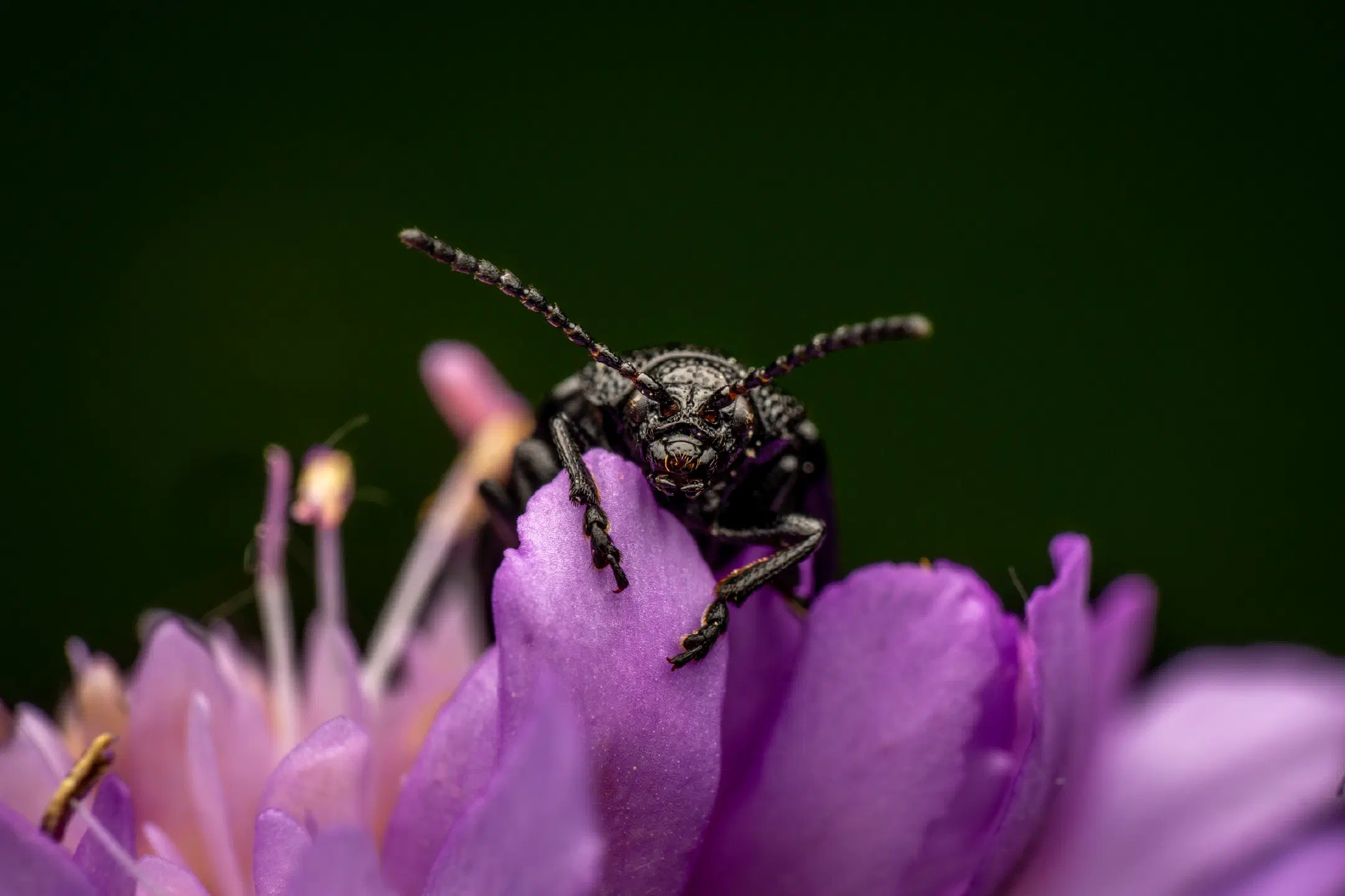 black-punctured leaf beetle