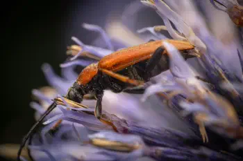 Red Pine Longhorn Beetle