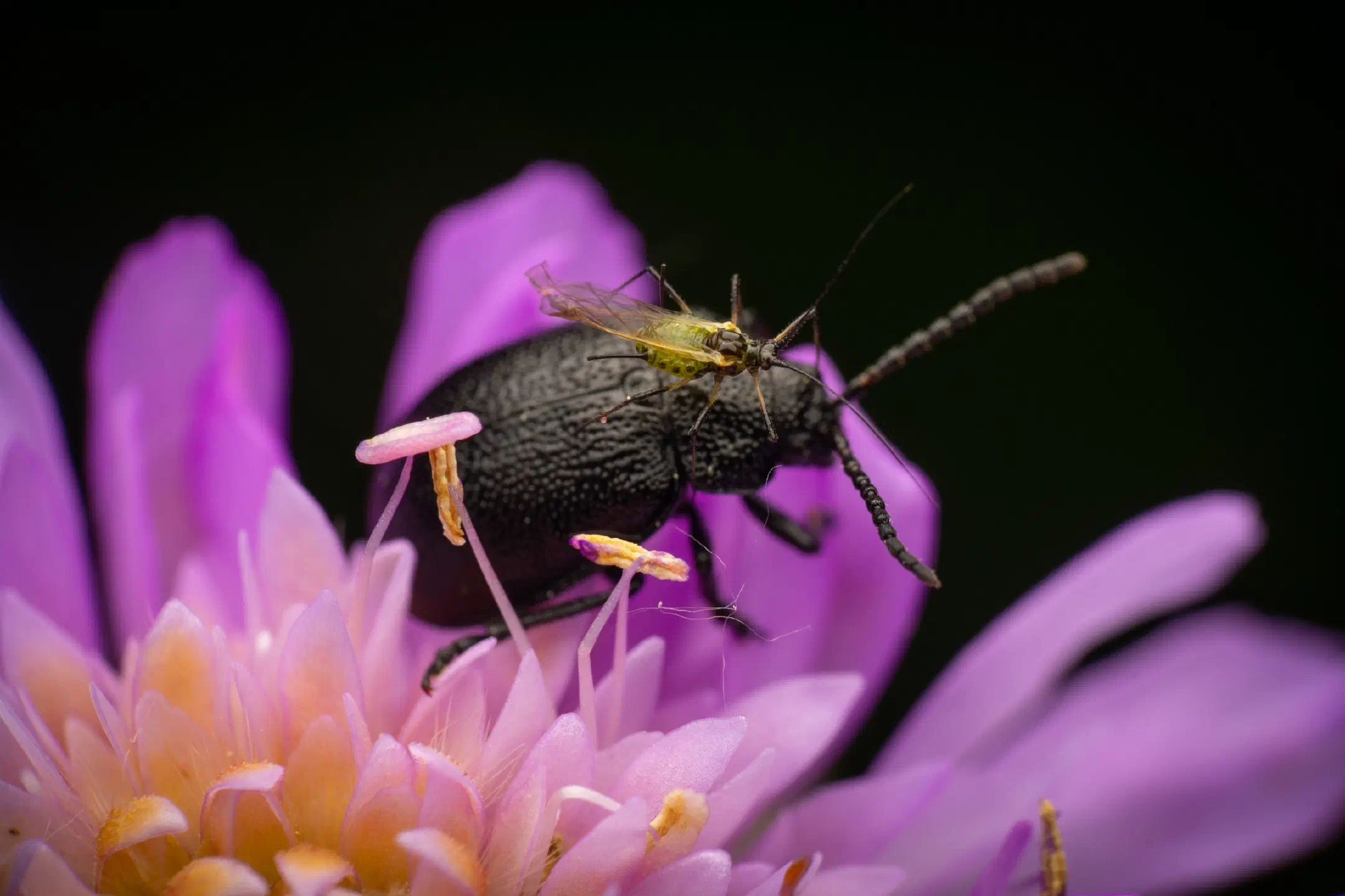 black-punctured leaf beetle