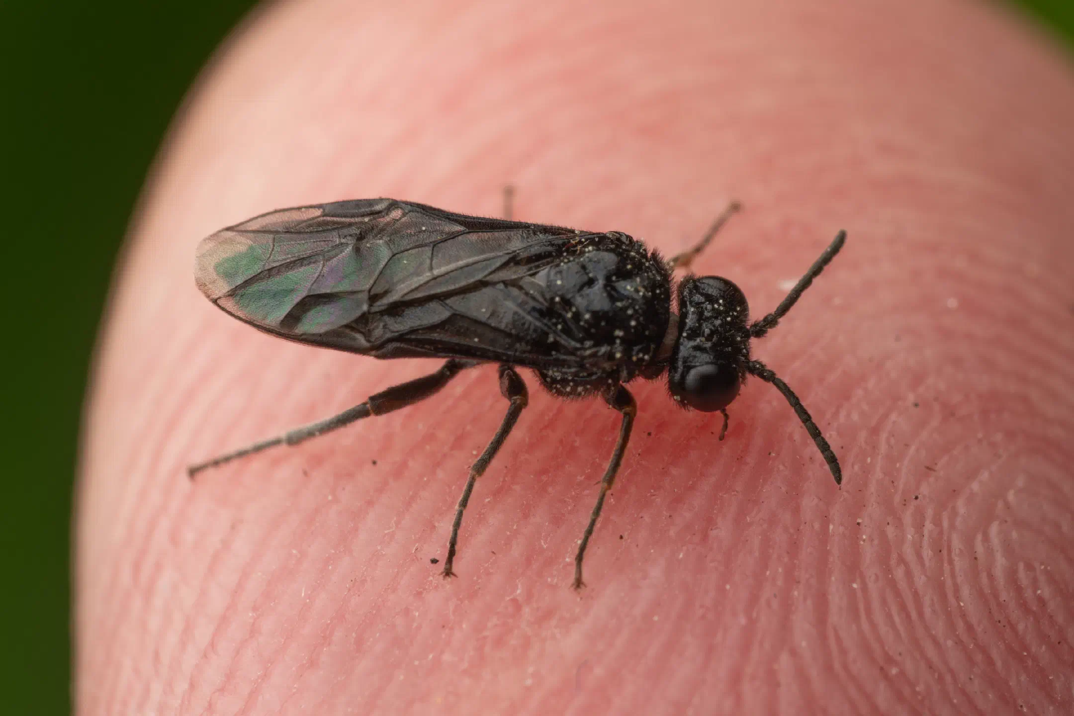 Cherry Slug Sawfly | Cherry Slug Sawfly