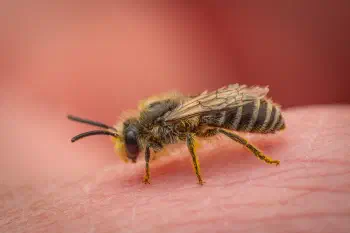Cellophane Bees