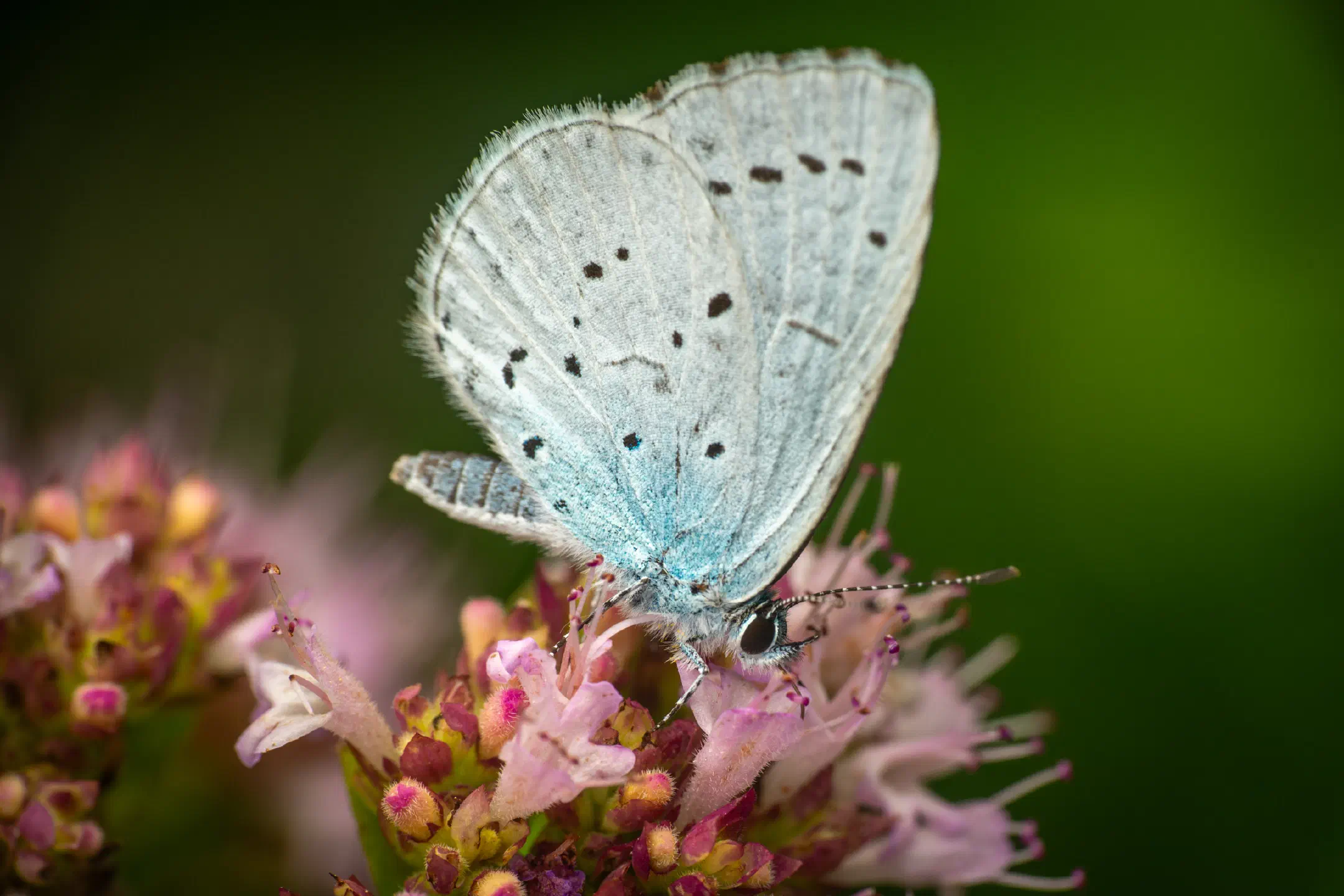 Holly Blue | Holly Blue