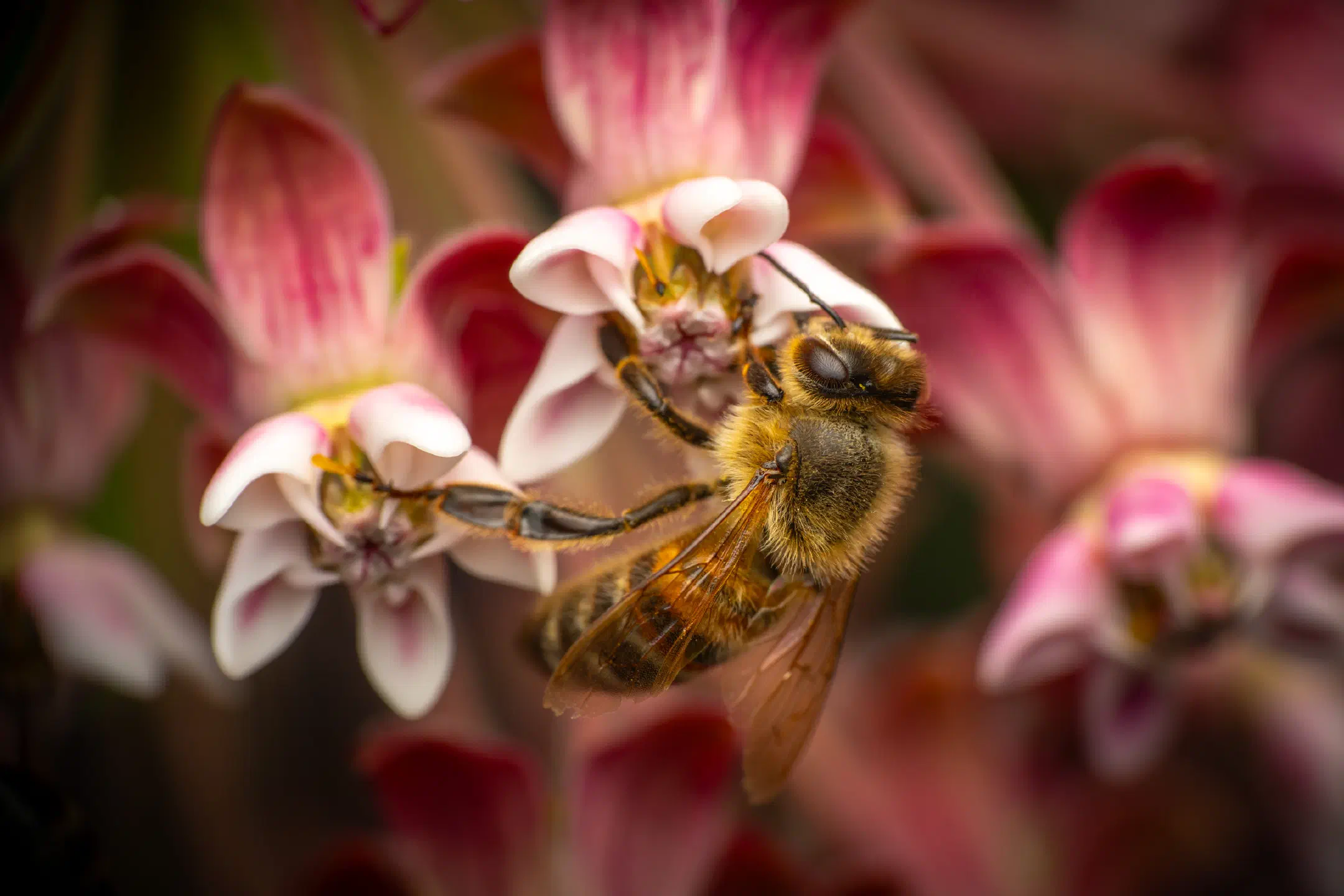 Western Honey Bee