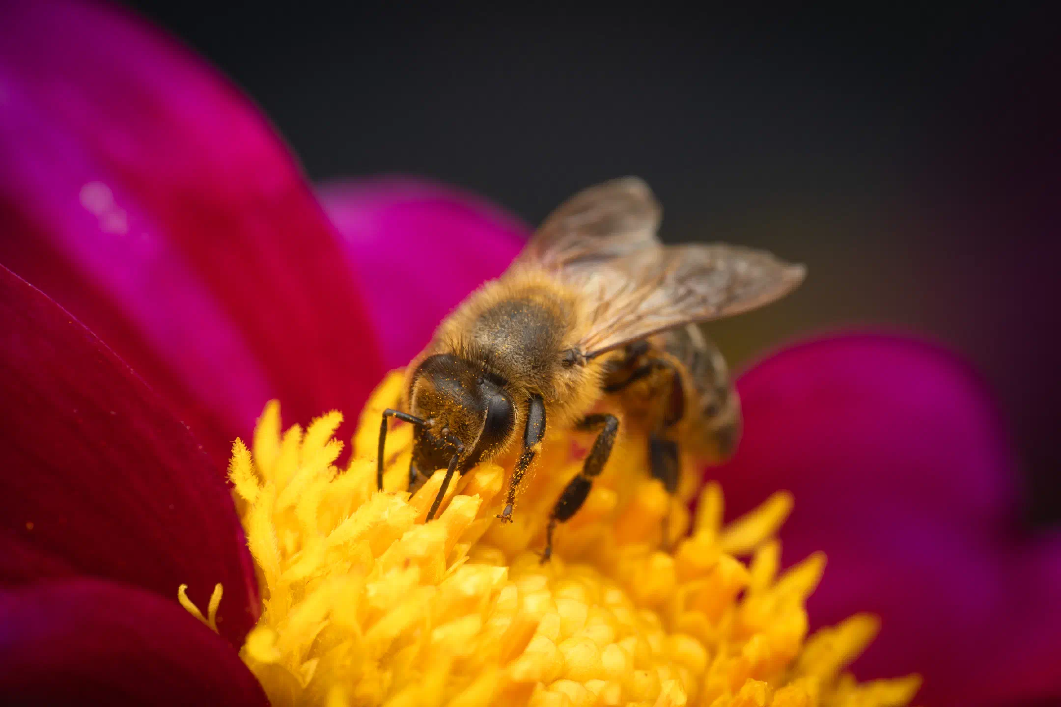 Western Honey Bee | Western Honey Bee