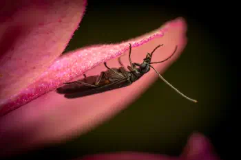Greenish Oedemera