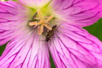 Common Nettle Flower Bug