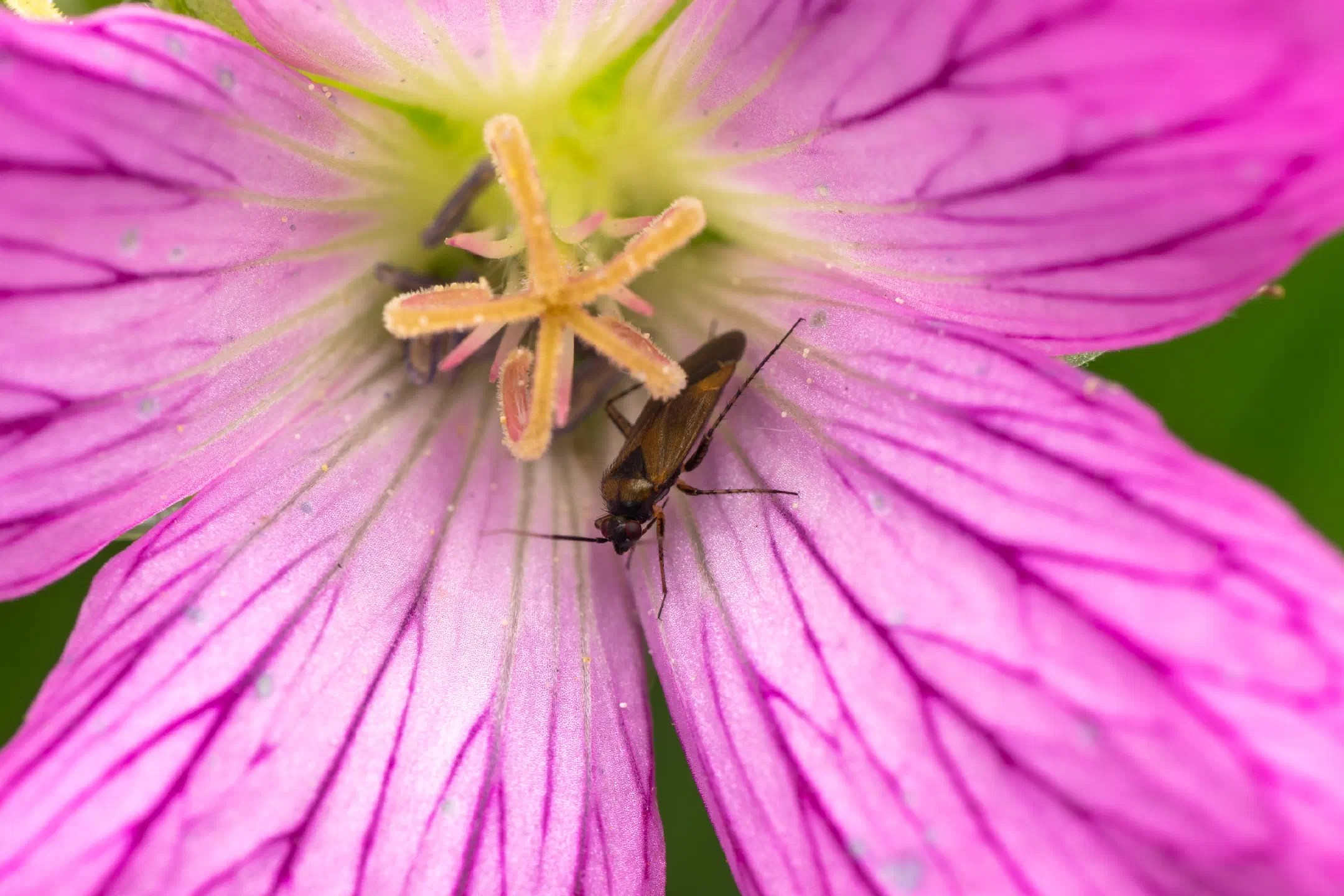 Common Nettle Flower Bug | Common Nettle Flower Bug