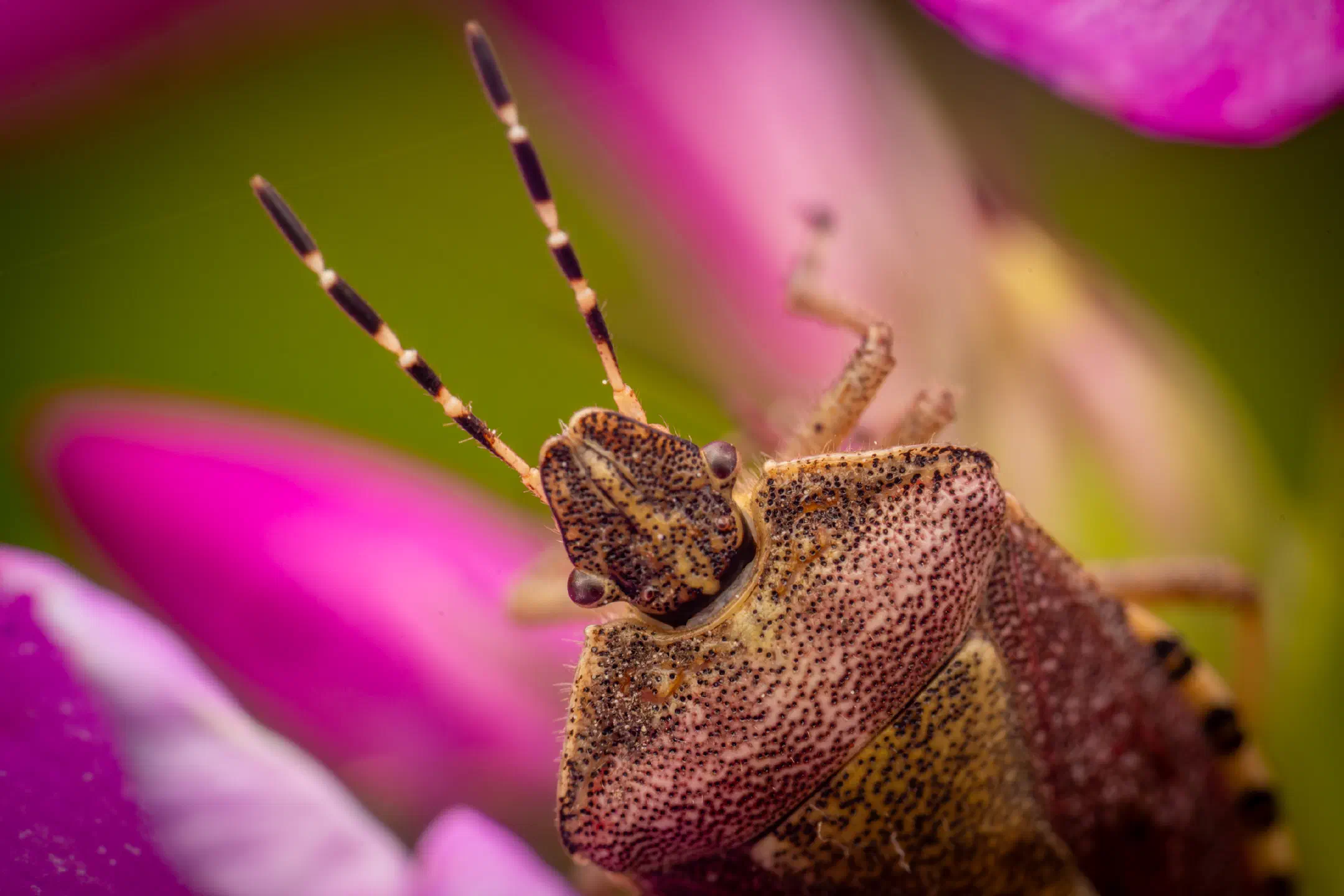 Sloe Bug | Sloe Bug