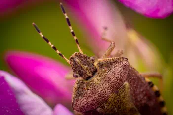 Sloe Bug