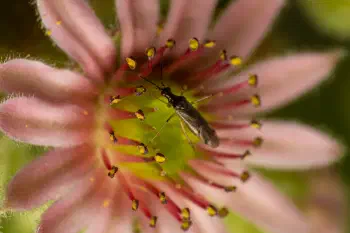 Dicyphus errans