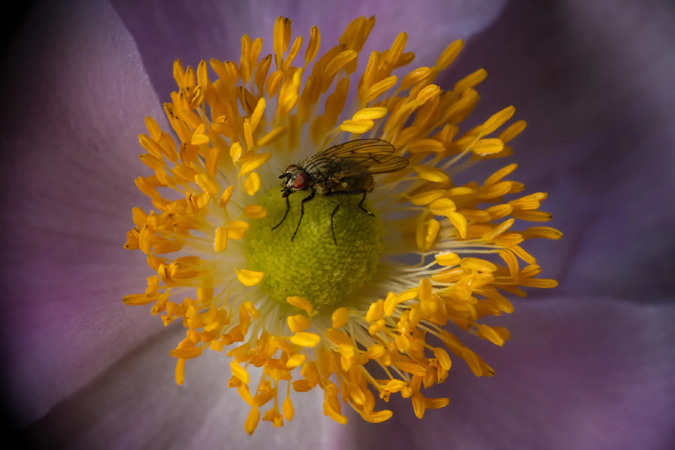 Sarcophaga carnaria | Sarcophaga carnaria