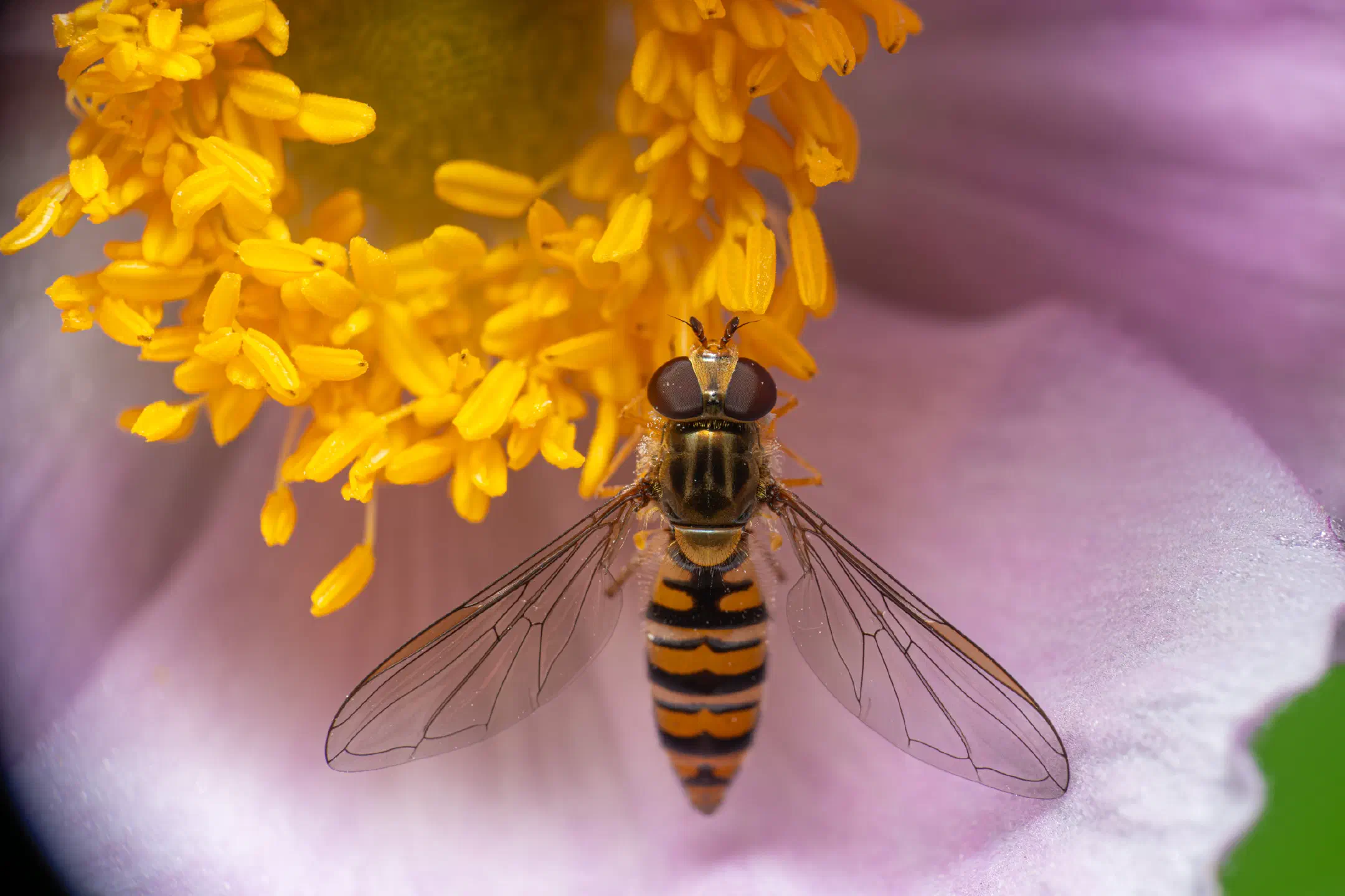 Marmalade Hover Fly | Marmalade Hover Fly