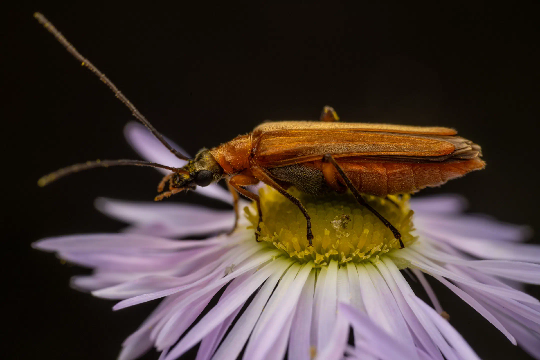 Oedemera podagrariae | Oedemera podagrariae