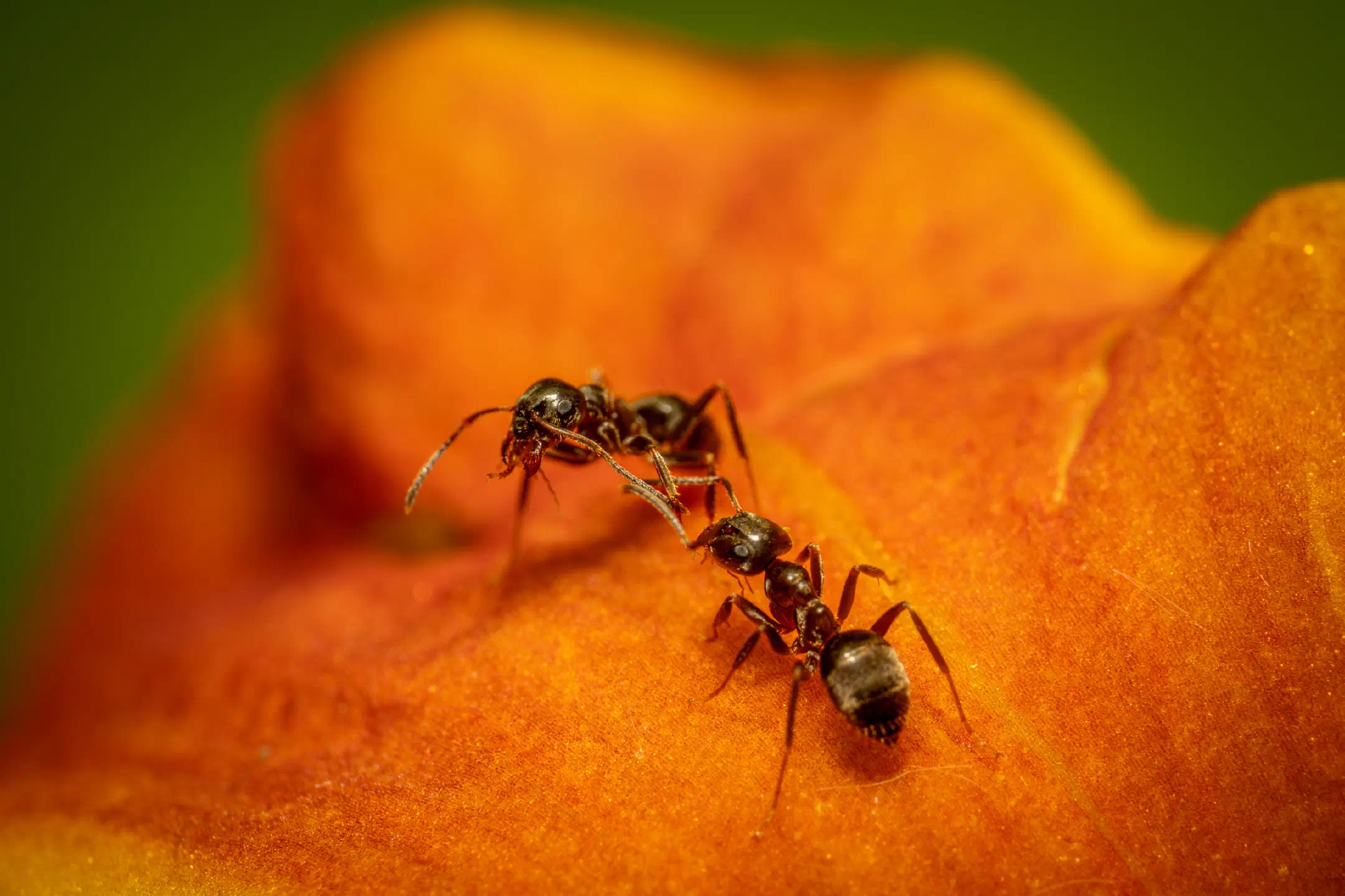 Black Garden Ant | Black Garden Ant