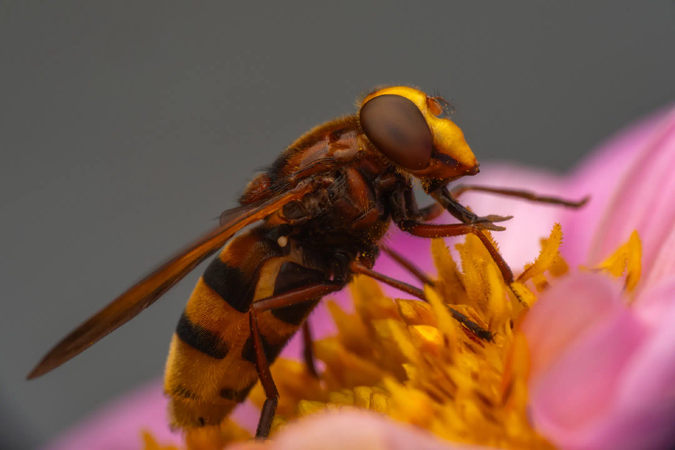 Hornet Mimic Hover Fly | Hornet Mimic Hover Fly