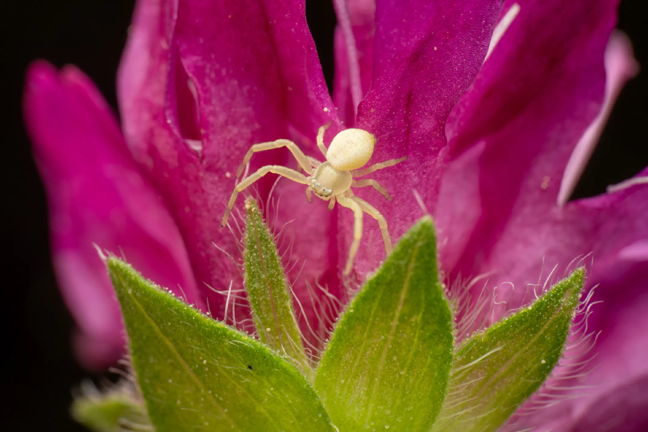 Goldenrod Crab Spider | Goldenrod Crab Spider