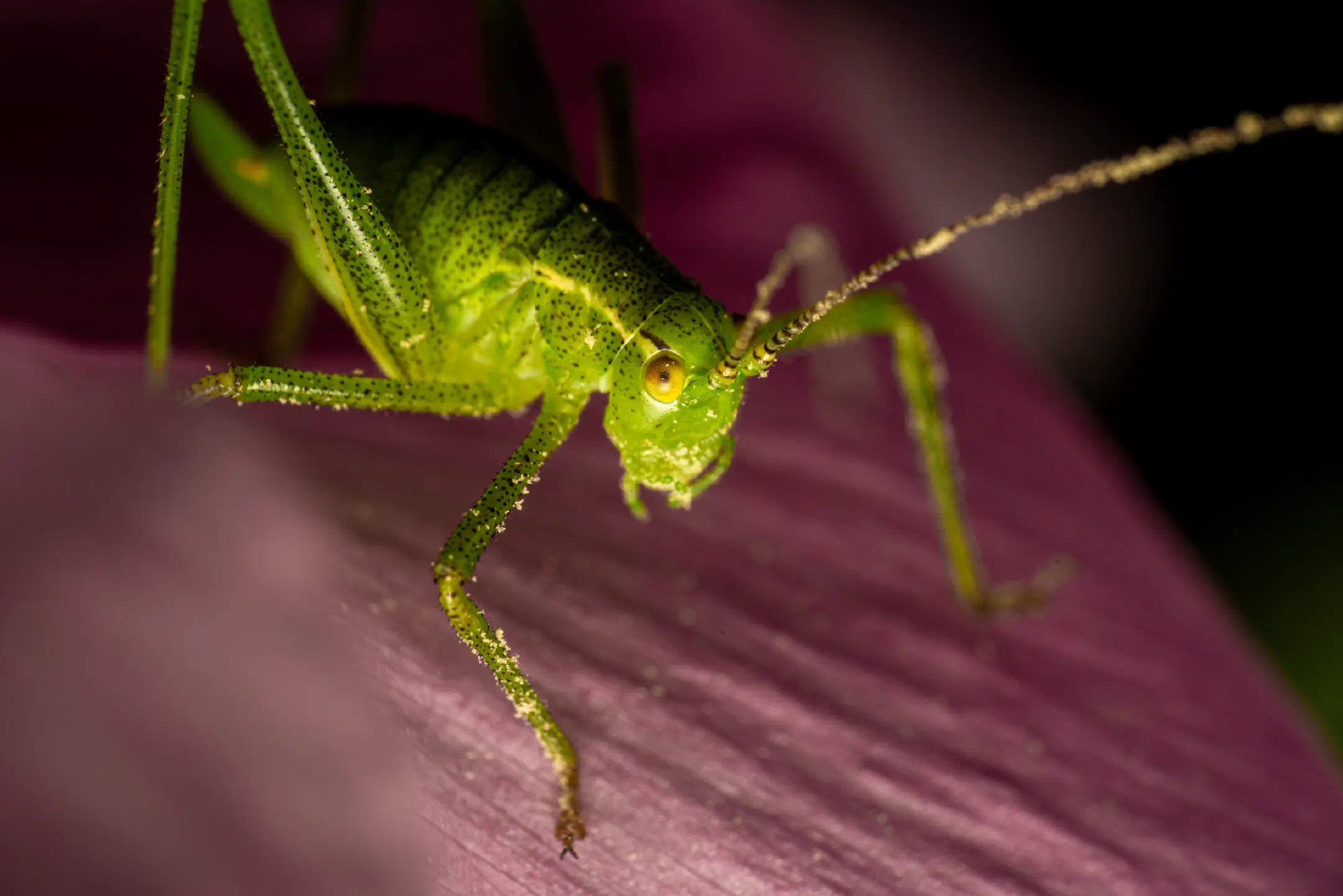 Speckled Bush-cricket | Speckled Bush-cricket