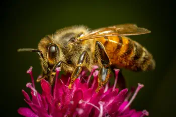 Western Honey Bee