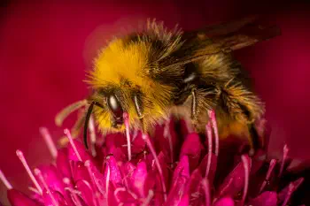 Garden Bumble Bee