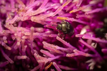 Pria dulcamarae