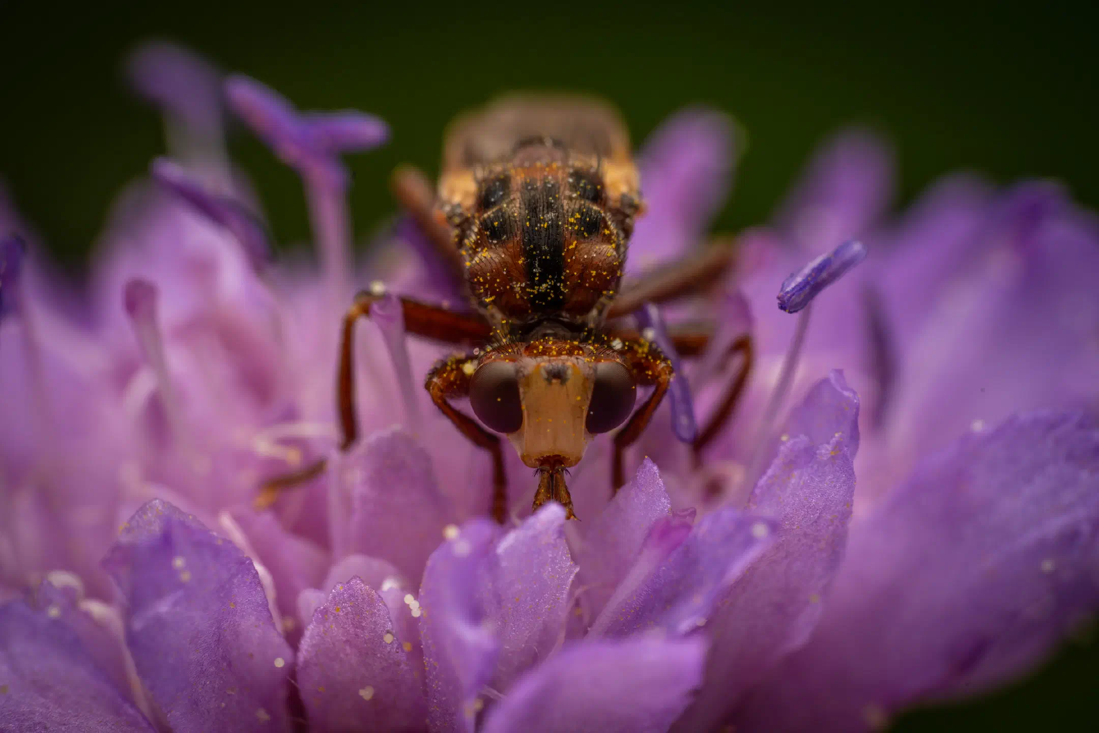 Ferruginous Bee-Grabber | Ferruginous Bee-Grabber